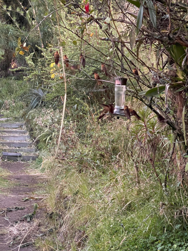 Others 5, Quinde Nan Lodge, Quijos