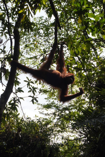 Others 4, Bukit Lawang Backpacker JungleTrekking Only Booking with us, Langkat