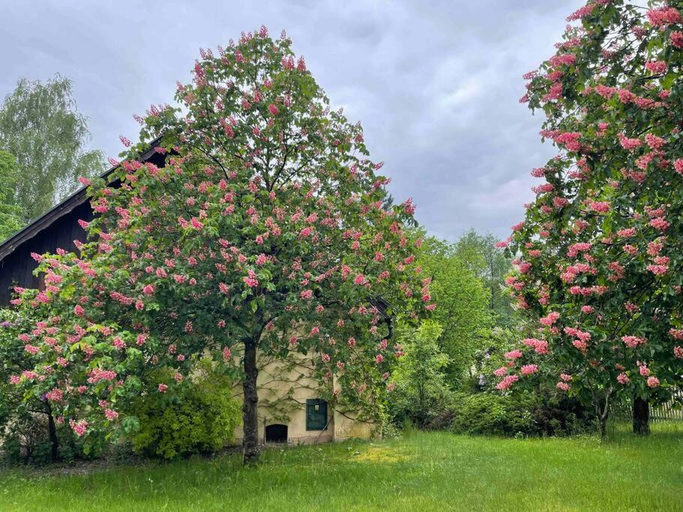 2, Komfortowy dom w lesie, Nowy Tomyśl