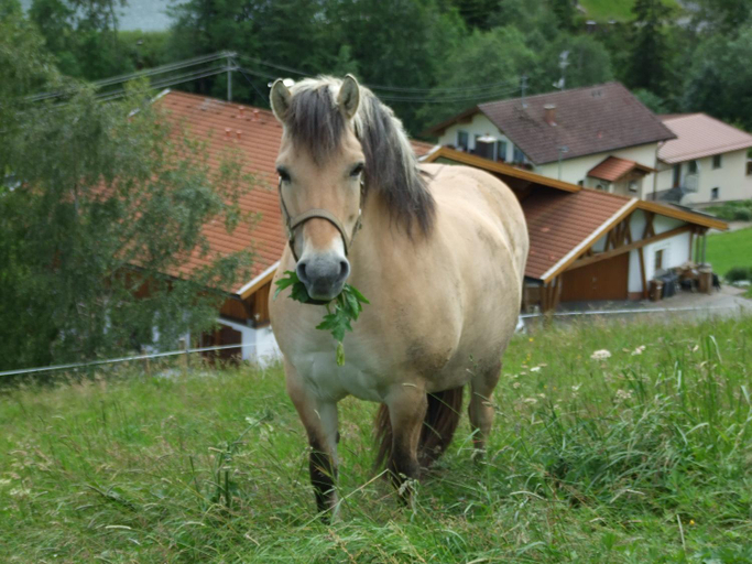 Others 5, Landhaus Muller, Reutte