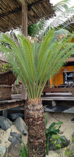 TATAJUBA KITE HOUSE, Camocim