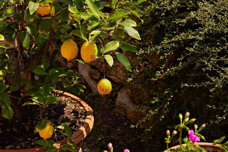 Others 4, Tenuta il Poggetto, Siena