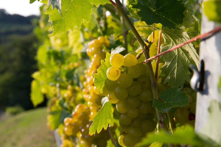 Others 5, Weingut Schwarzl, Leibnitz