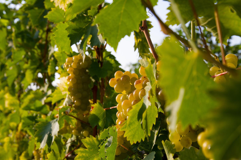 Others 3, Weingut Schwarzl, Leibnitz