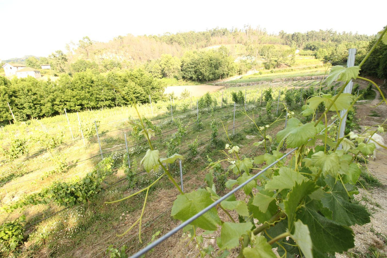 Others 3, Quinta d'Areda Wine&Pool Experience, Fafe
