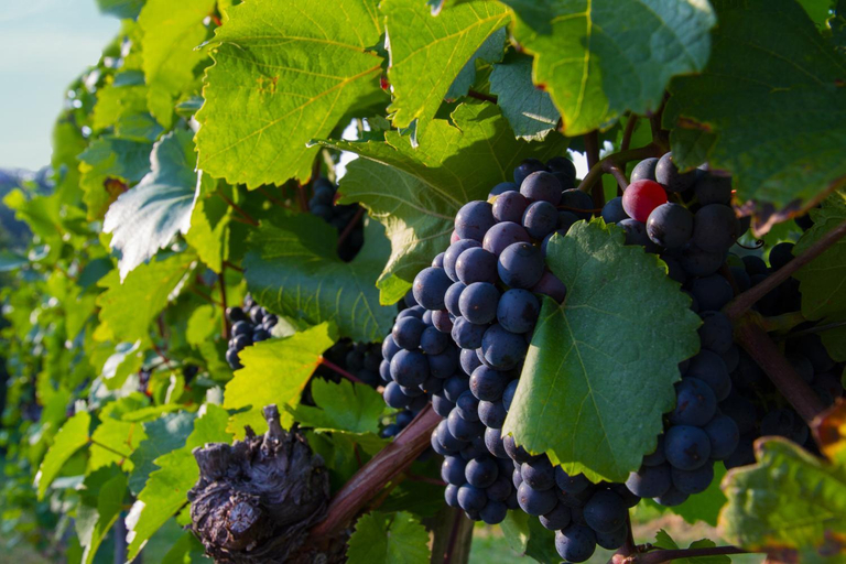 Others 4, Weingut Schwarzl, Leibnitz