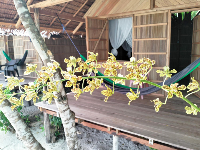 Others 4, Mambetron Homestay, Kri Island, Raja Ampat, Raja Ampat