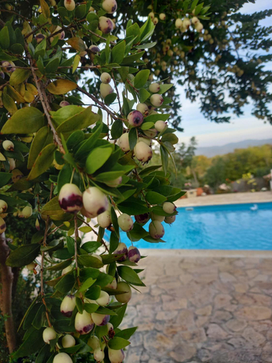 Others 5, Villa Koumneni