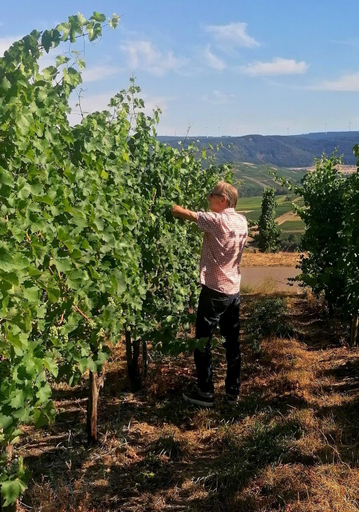 Others 3, Weingut Tiliahof, Bernkastel-Wittlich