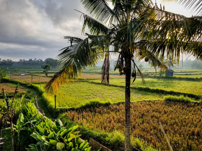 Others 5, Mancur Guesthouse, Gianyar