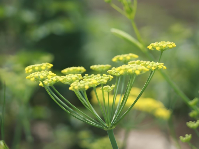 Others 5, Agri in Holiday, Hirosaki