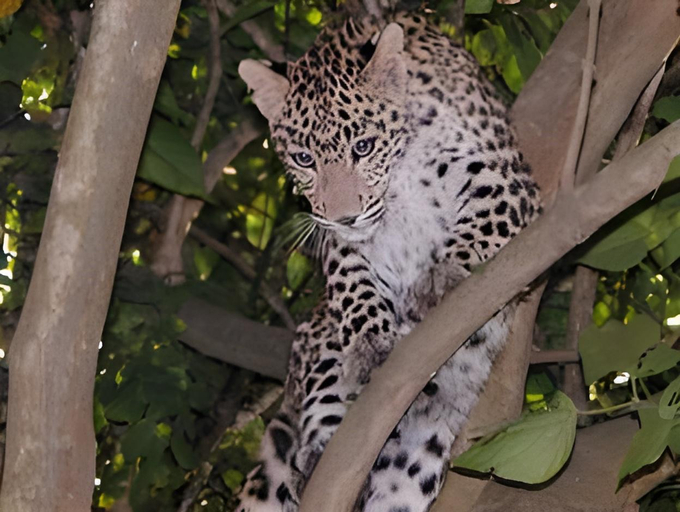 Others 5, Nature Safari Lodge, Bheri