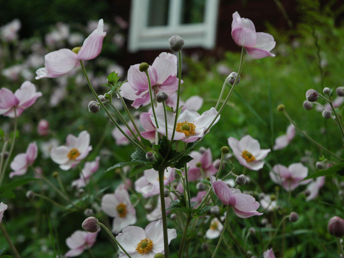 Others 3, Wiborggarden Bed and Breakfast, Rättvik