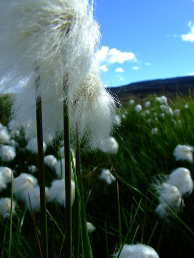 Others 3, Solvanes Farmholidays, Sveitarfélagið Skagafjörður