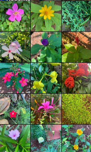 Others 3, Triskelion - Bed and Breakfast, Family home stay by Joshi Brothers, Ratnagiri