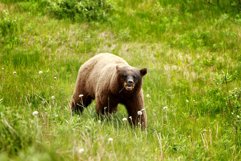 Others 4, David Thompson Resort, Division No. 9