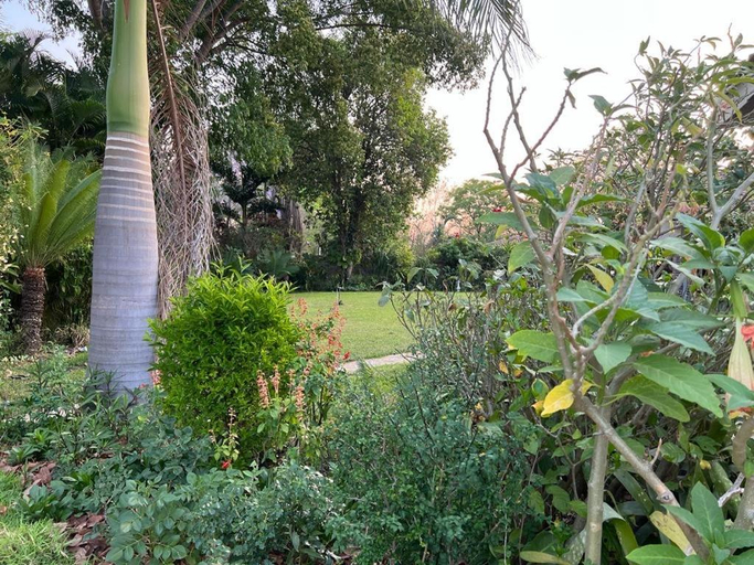Garden, Golden bamboo, Masvingo