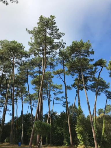 Others 5, Chambres d'Hotes La Teouleyre, Landes