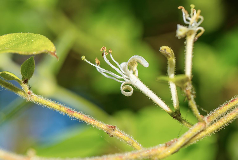 Others 5, The Wild Seeds, Vienne