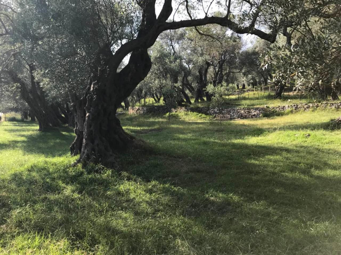 Others 4, Olive Paradise