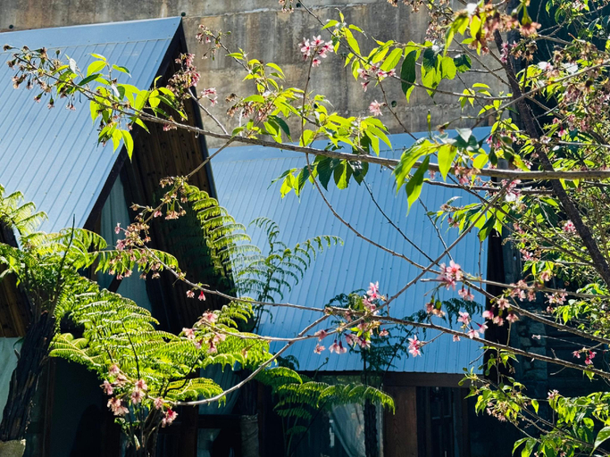Nhà Sói Homestay Da Lat, Đà Lạt