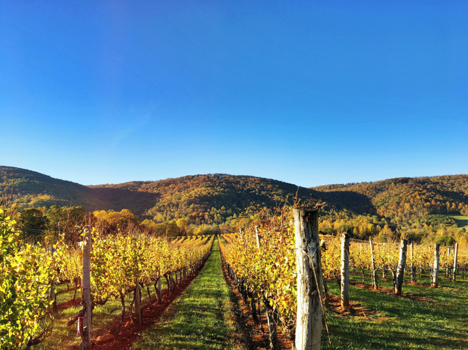 Others 3, Afton Mountain Vineyards, Nelson