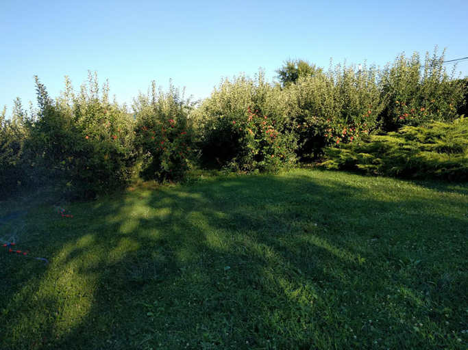 Others 4, Casa cu pauni, Maracineni