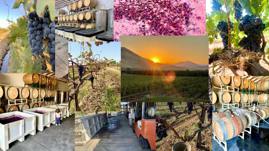 Others 5, Sequoia View Vineyard, Fresno
