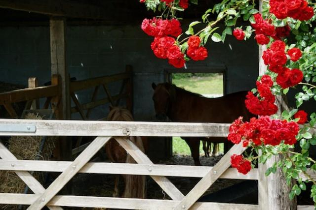 Others 3, B&B De Hulst, West-Vlaanderen