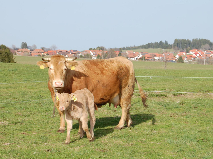Others 4, Landgasthaus Engel - Naturparkwirt, Waldshut