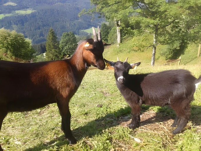 Others 5, Oberegghof, Sankt Johann im Pongau