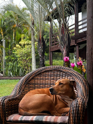 5, Studios Malakoopa - Praia do Rosa, Imbituba