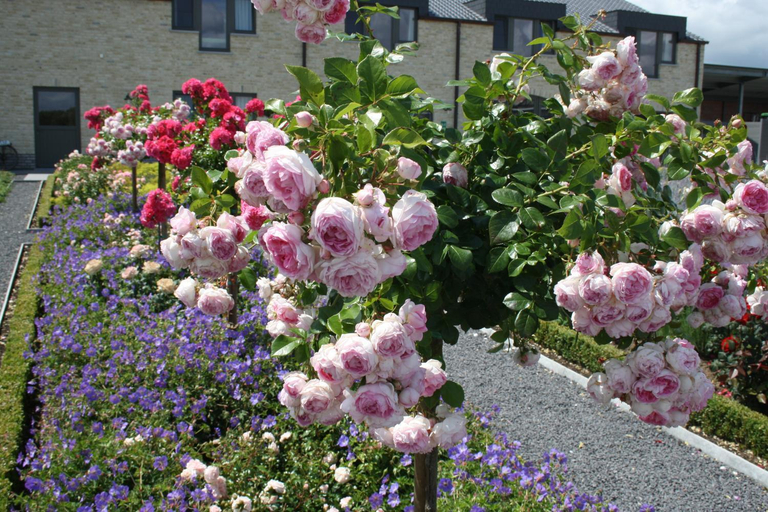 Others 5, B&B La Vie En Roses, Oost-Vlaanderen