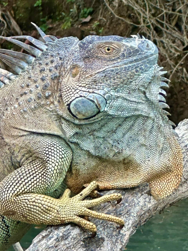 Others 4, Rio Nino Lodge, Upala