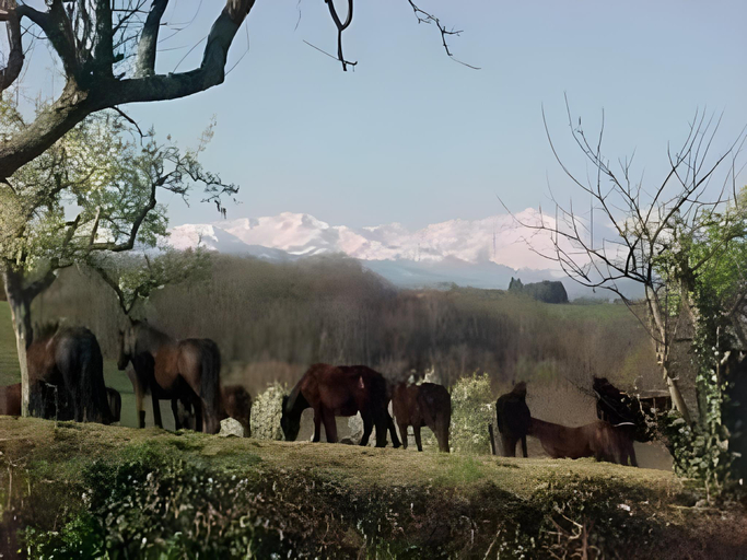 Others 2, Haras Picard du Sant, Ariège