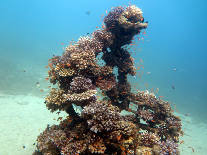 Others 5, Deep Blue Divers Hostel Dahab, Sant Katrin
