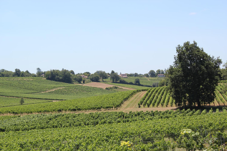 Others 5, Les charmes de Vincent - le loft Cabernet, Gironde