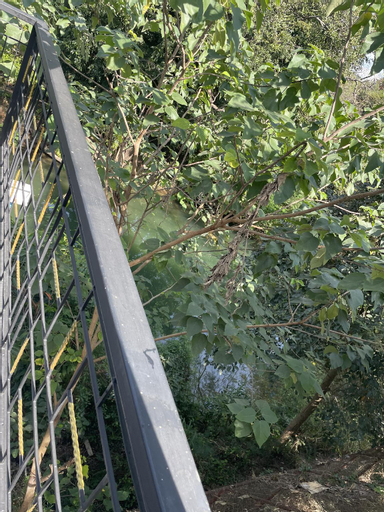 Scenery