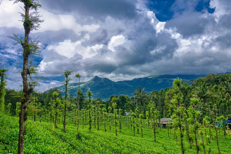Others 5, Ende Wayanad Resort, Wayanad