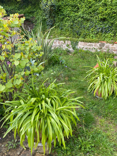 Others 4, Les Agapanthes, Rhône