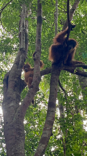 Others 4, Ridho's Homestay & Jungle Trekking, Langkat