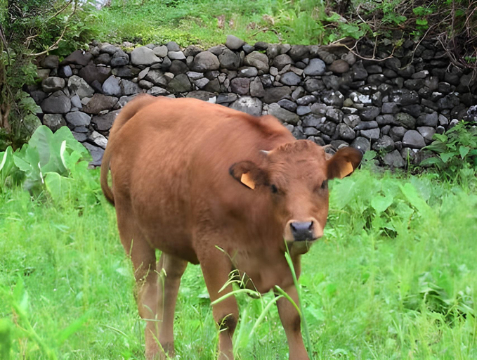 Others 3, Alojamentos Flores Island, Lajes das Flores