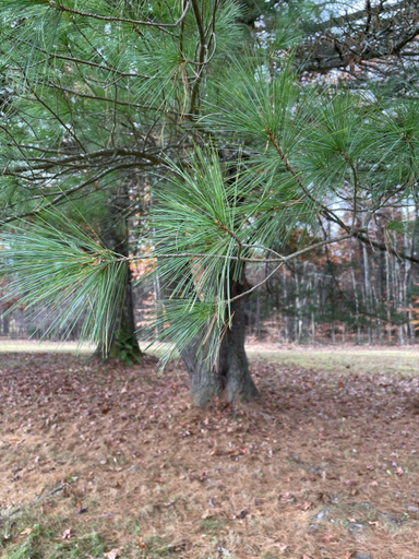 Others 5, Sweet Forest Breeze, A Cook Forest Inn, Clarion