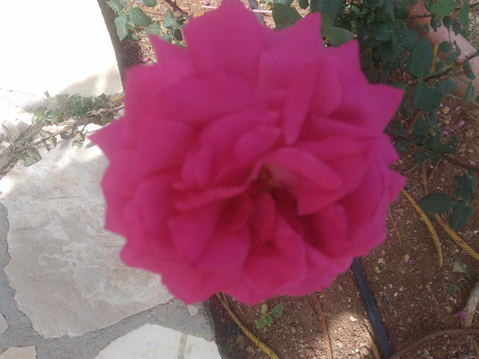 Garden 5, Yialos Apartments