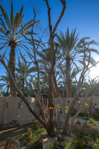 Others 3, Olive Garden House Siwa, Siwa