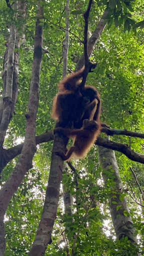 Others 3, Ridho's Homestay & Jungle Trekking, Langkat