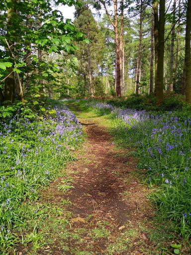 Others 5, Hollicarrs - Gingerlily, North Yorkshire