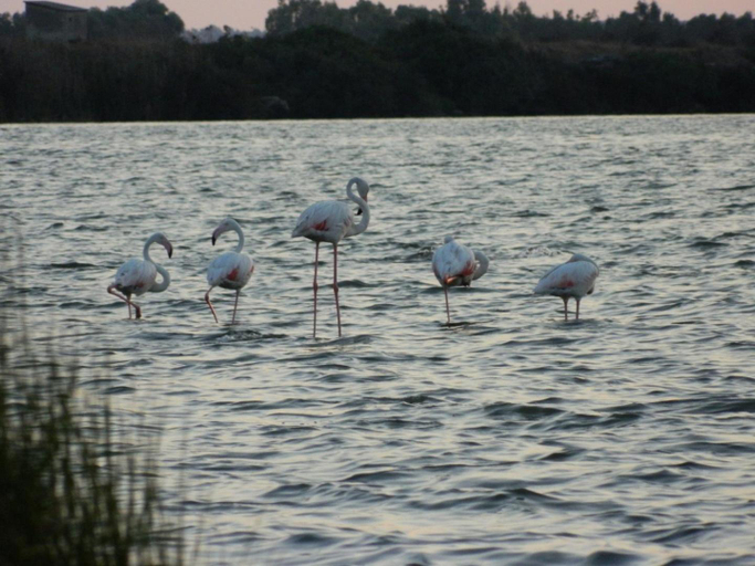 Others 2, Tramonto in Laguna, Oristano