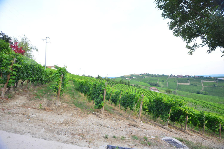 Others 4, I Grappoli, Asti