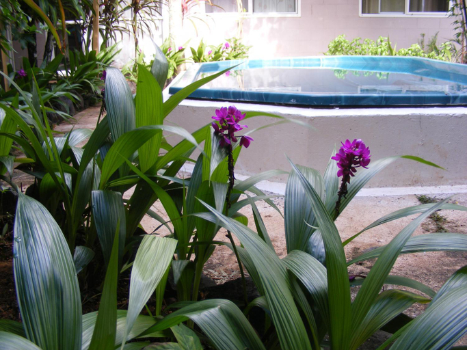 Sport & Beauty 4, Central Motel, Rorotonga